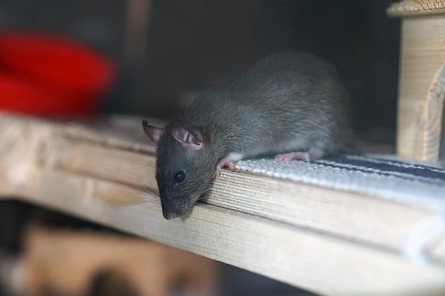 Ratten herkennen