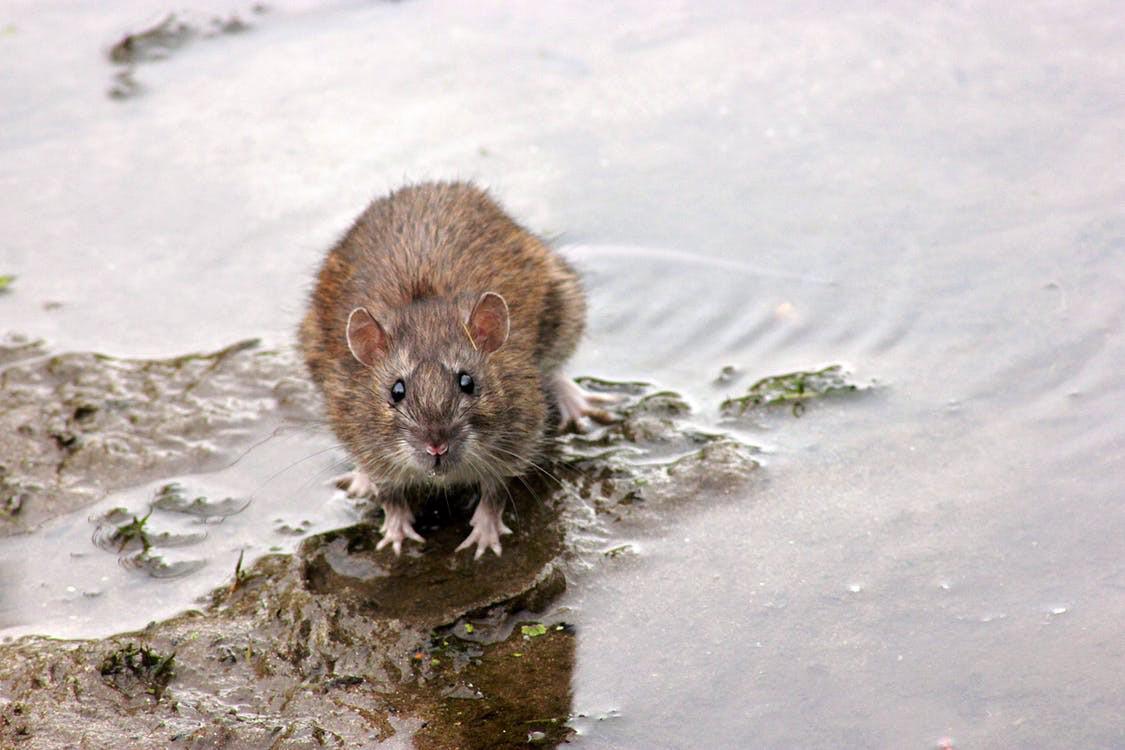 Ratten bestrijden