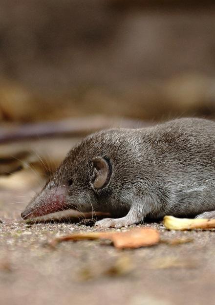 Spitsmuis