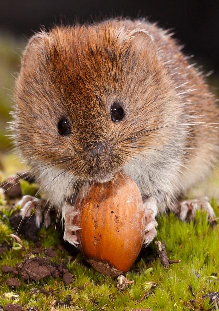 Veldmuis