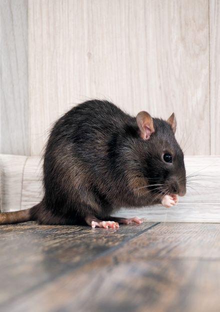 Zwarte rat