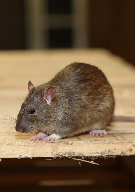 Bruine rat