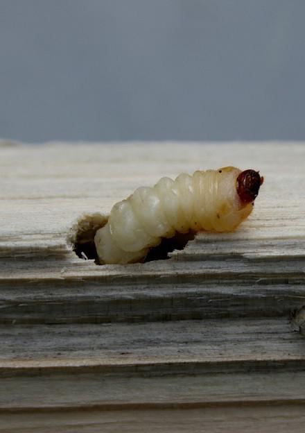 Houtworm