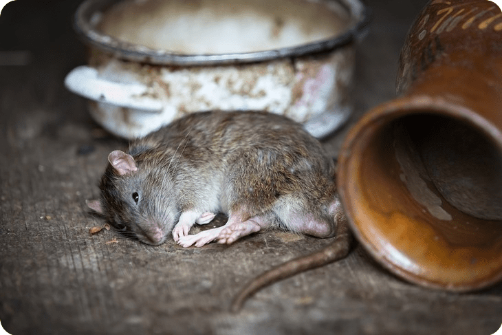 Ratten bestrijden