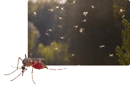 Muggen bestrijden