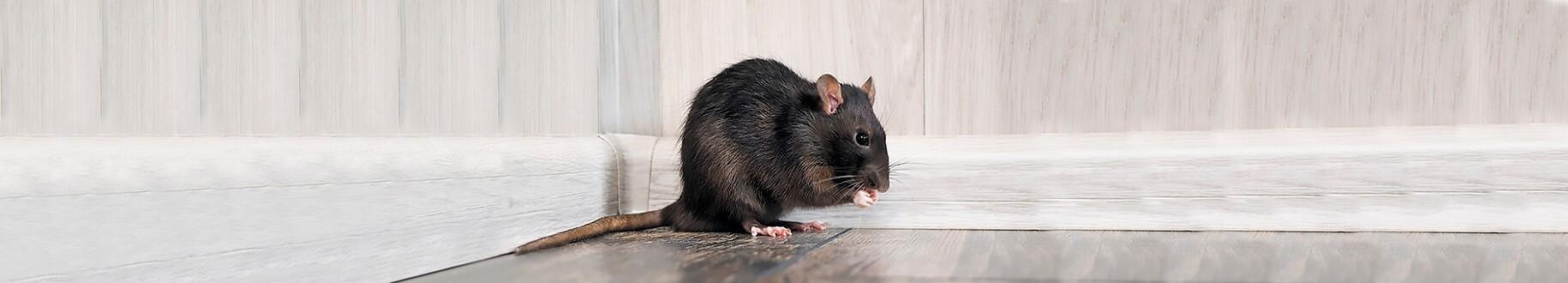 Ratten