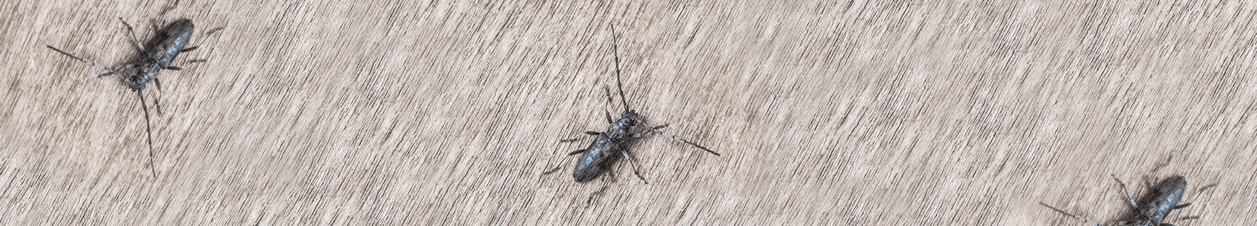Boktor in huis