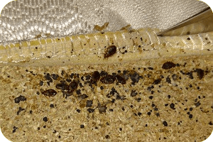 Badwantsen in matras