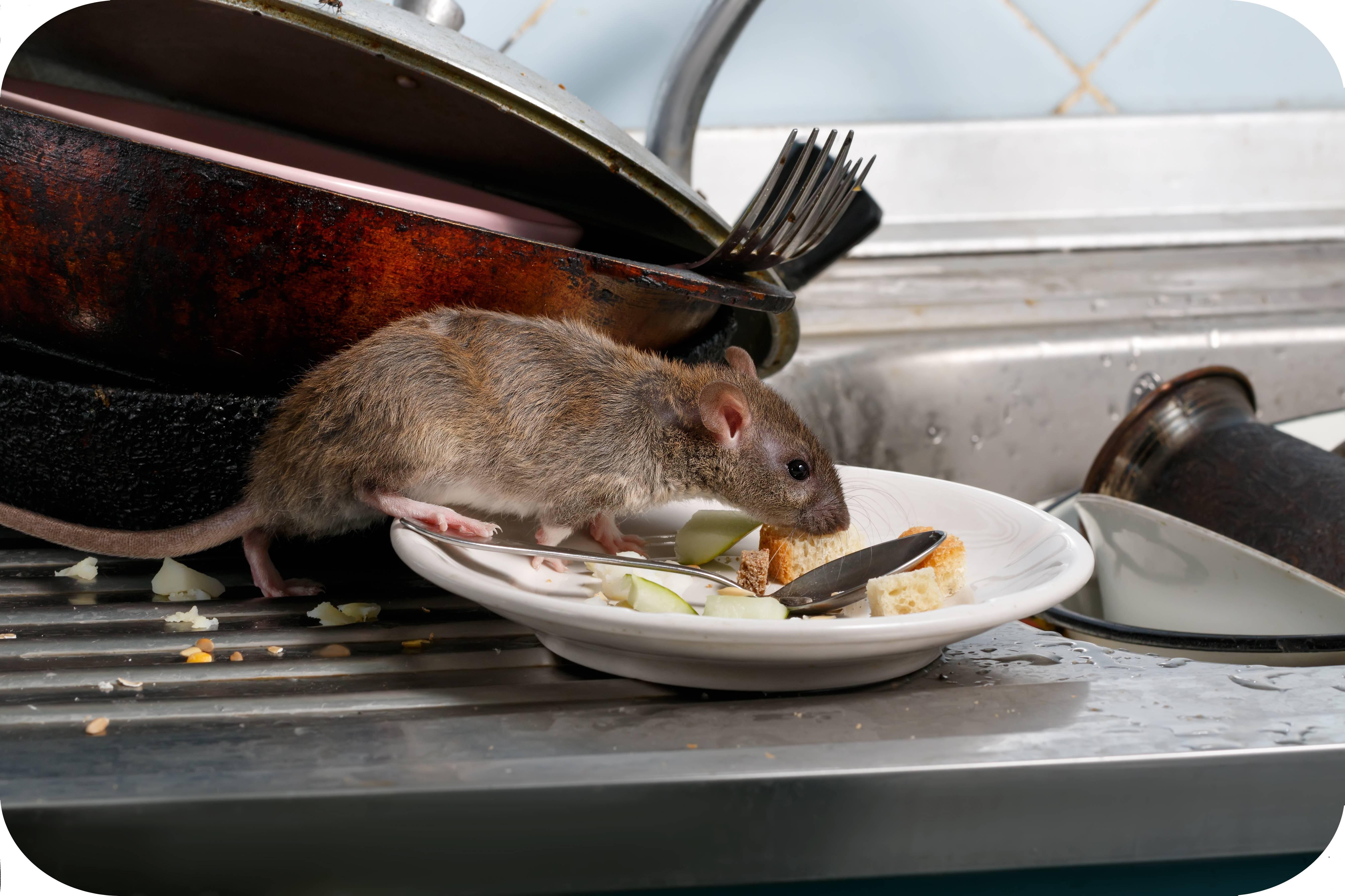 Muizen in de keuken