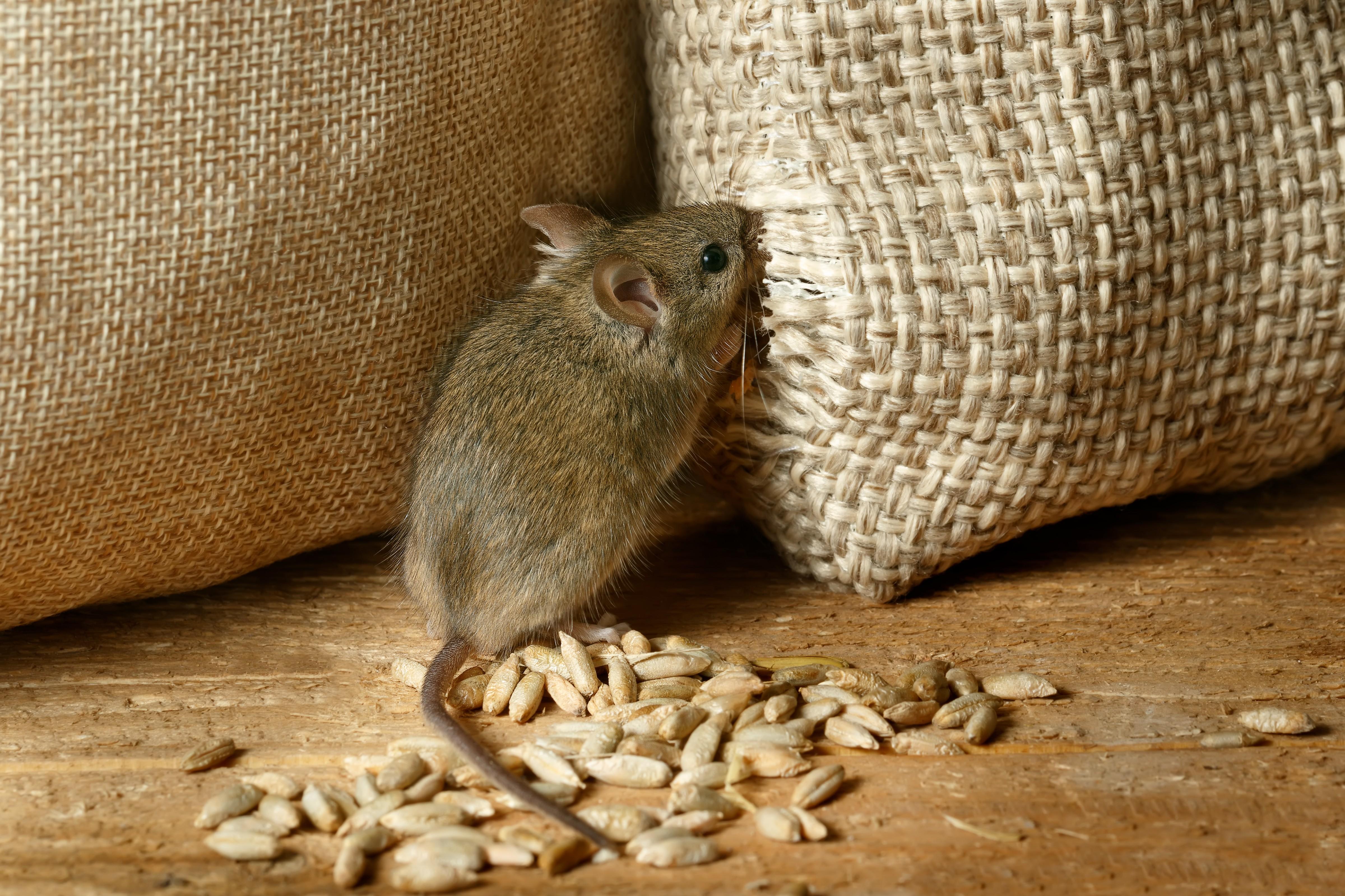 Muizen in huis