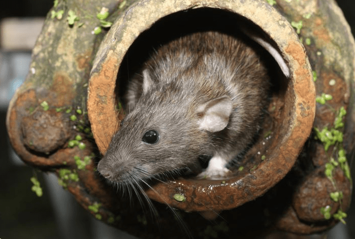 waar-bouwen-ratten-nesten