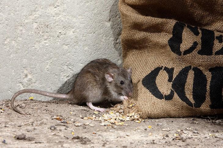wat-eten-ratten