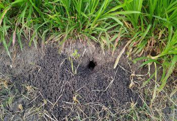 muizennest-tuin