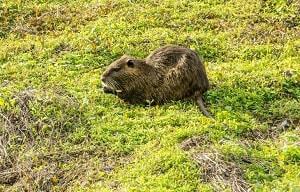 muskusrat