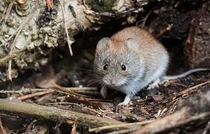 woelrat