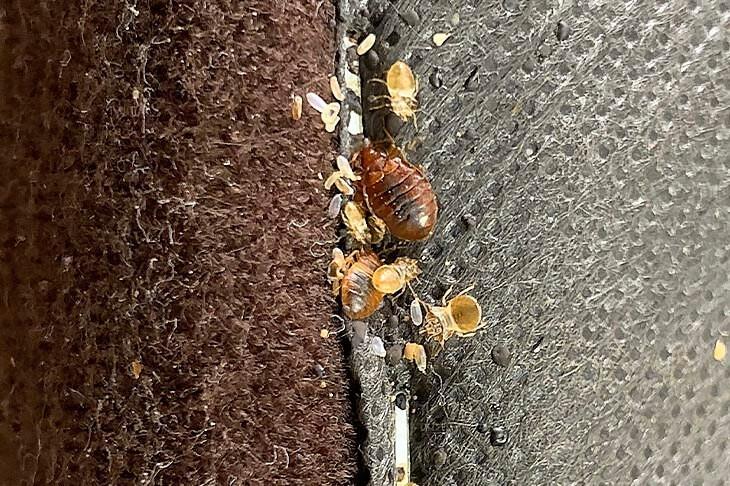 Bedbugs