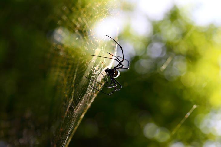 Spinnennest verwijderen