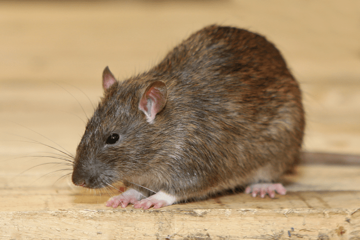 de rat