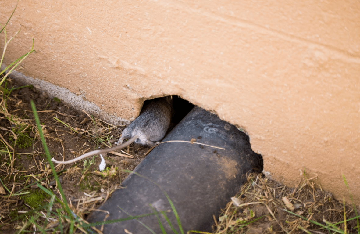 ratten-komen-binnen