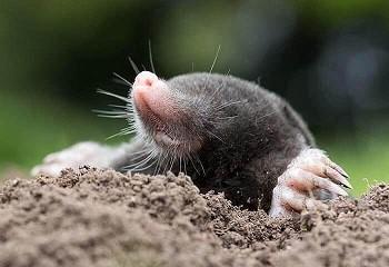 de mol