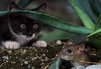 muizen verjagen met kat