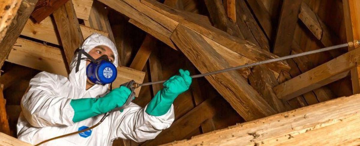 Houtworm: van probleem tot oplossing!