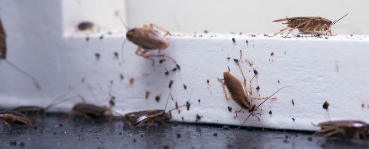 Kun je ziek worden van kakkerlakken?