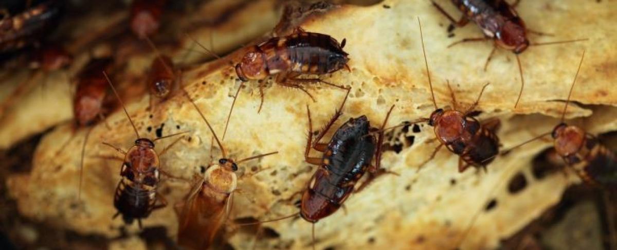 Waarom kakkerlakken zich zo snel verspreiden