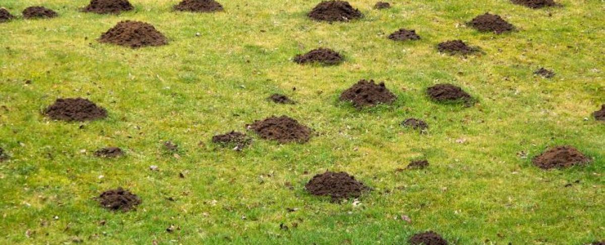 Mollen vangen? Dit zijn de mogelijkheden