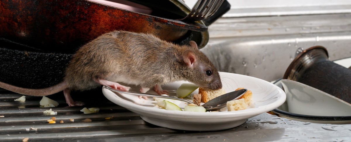 Muizen in een huurwoning, wie is verantwoordelijk?