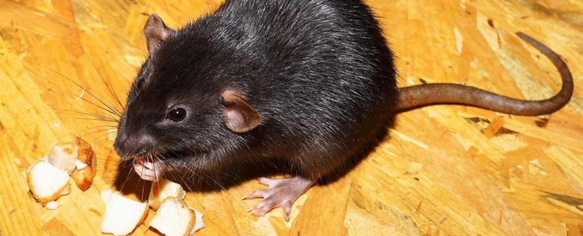 Bruine of zwarte rat in je tuin: zo zie je het verschil