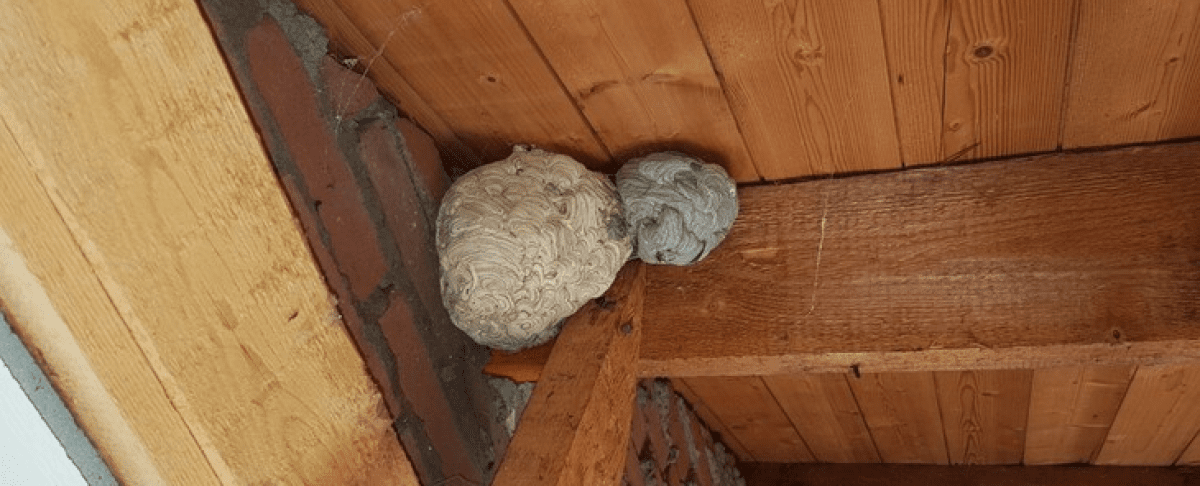 Wordt 2026 een druk wespenjaar?