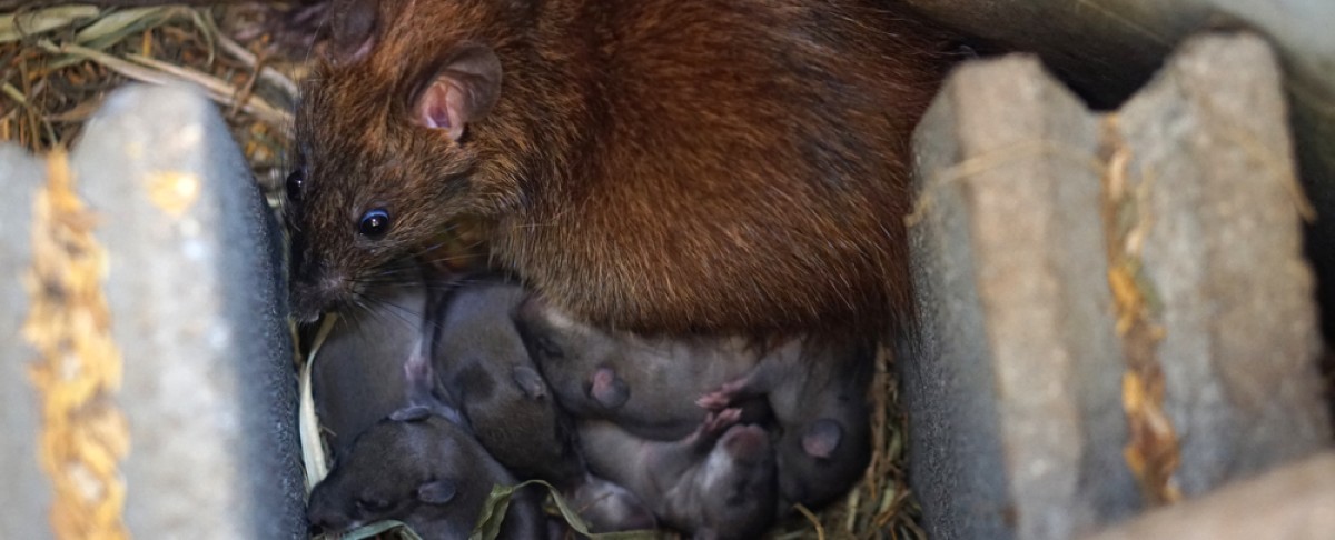Waarom zie je steeds vaker ratten in de stad?