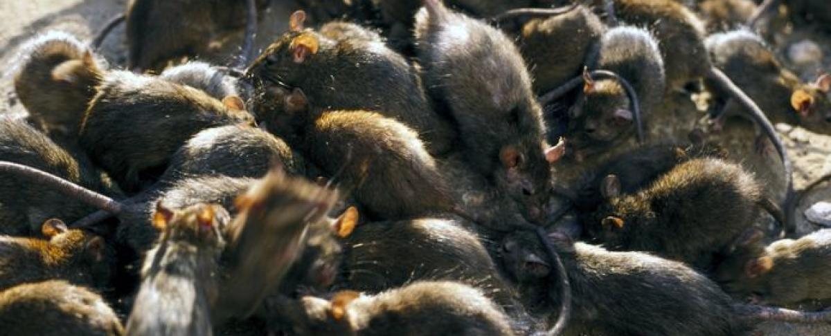 Gifverbod en toenemende ongedierteoverlast: zo houd je de controle