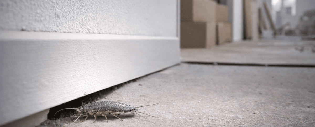 Zilvervisjes in je nieuwbouwhuis? Dit is de echte oorzaak