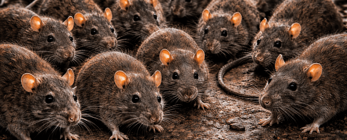 Een schone tuin en toch ratten: hoe kan dat?