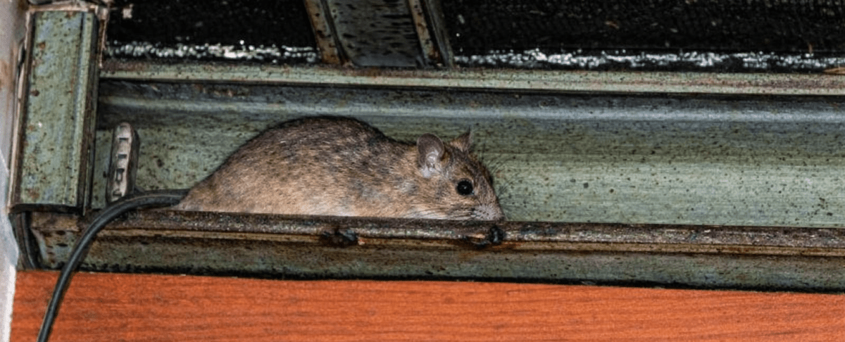 Muizen in de spouwmuur of op zolder: hoe komen ze daar terecht?