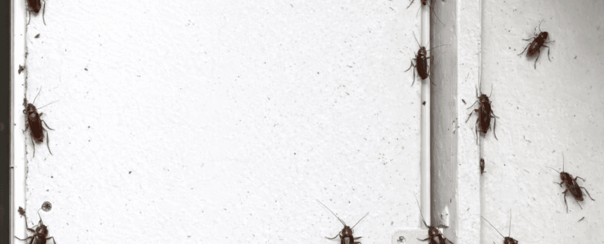 Kakkerlakken in huis: waar verstoppen ze zich het liefst?