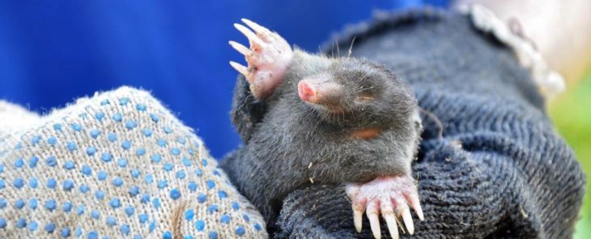 Wat te doen tegen mollen?