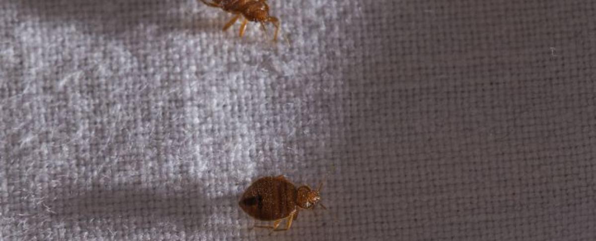 Bedwantsen Voorkomen Tips Voor Alle Reizigers