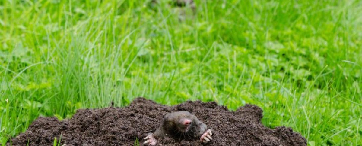 Mollenschade in je gazon voorkomen? Zo pak je het aan