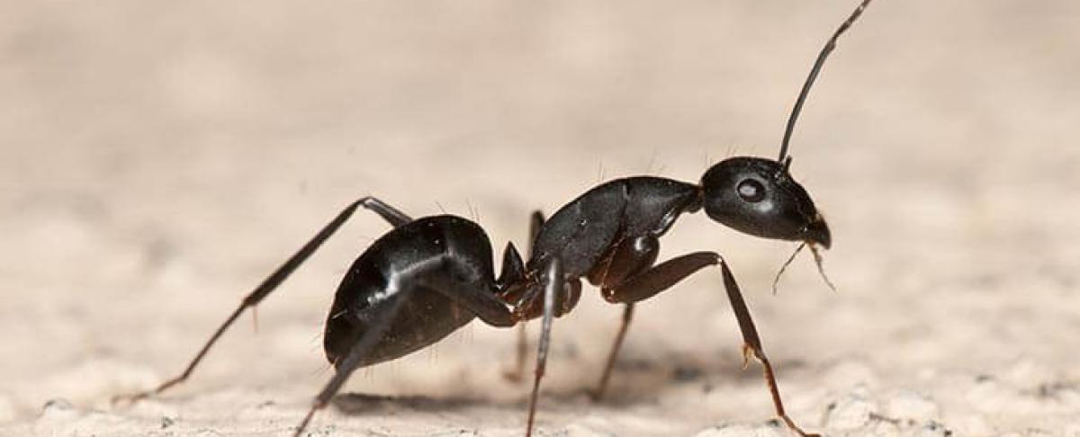 Insecten bestrijden