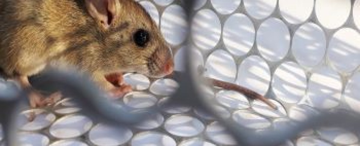 Muizen in huis? 10 feiten en fabels die je moet kennen