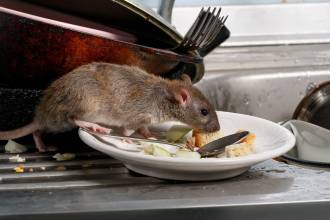 Muizen in een huurwoning, wie is verantwoordelijk?