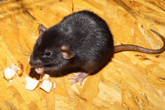 Bruine of zwarte rat in je tuin: zo zie je het verschil