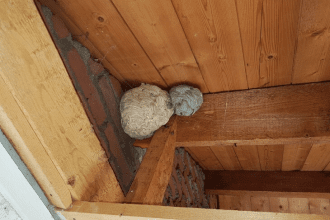 Wordt 2026 een druk wespenjaar?