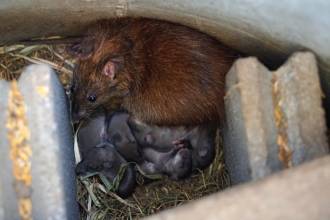 Waarom zie je steeds vaker ratten in de stad?
