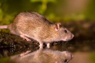 Van gif naar geweer: kentering in rattenbestrijding