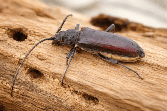 Boktor in de winter: wat er écht gebeurt onder de houtlaag