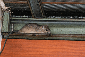 Muizen in de spouwmuur of op zolder: hoe komen ze daar terecht?